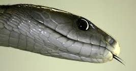 Above The Cloud La Cura Del Dolore Viene Dal Mamba Nero Above The Cloud La Cura Del Dolore Viene Dal Mamba Nero