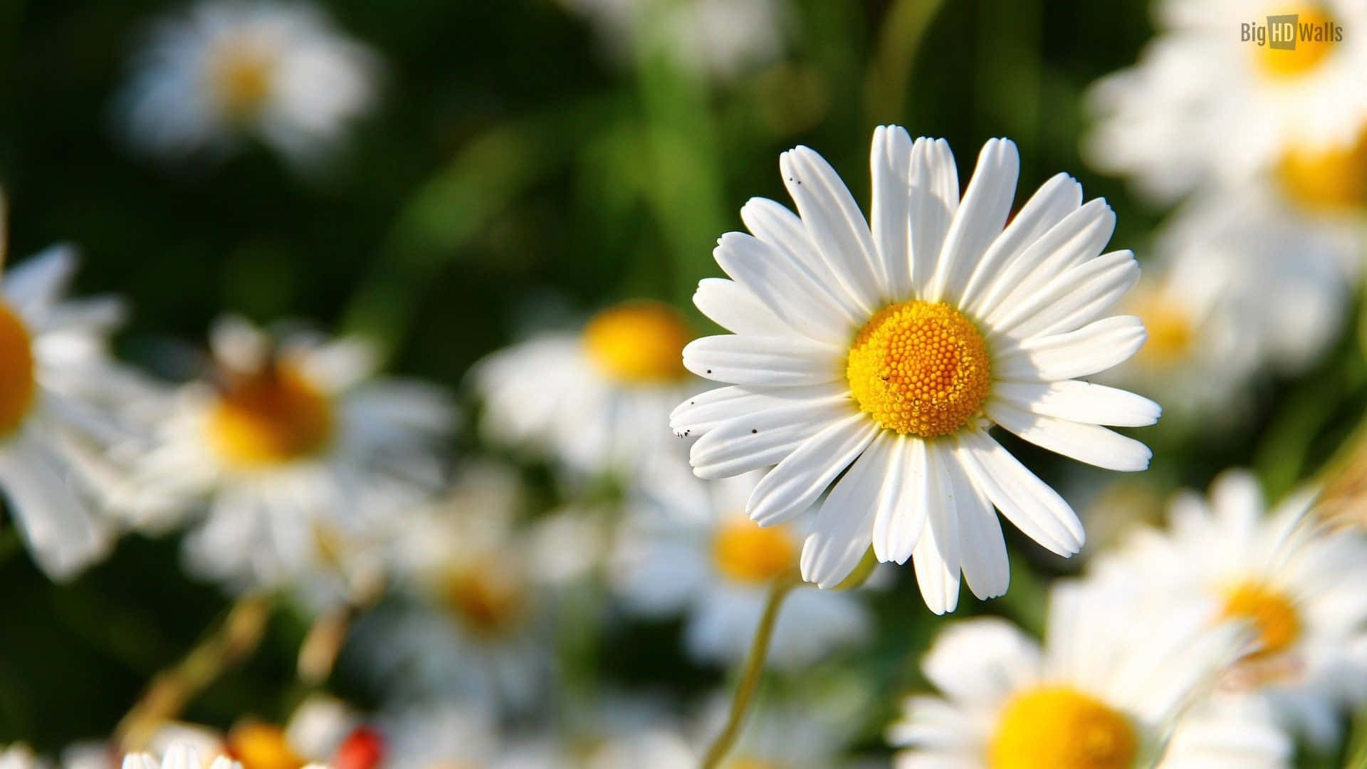 Download A Beautiful Daisy Flower Wallpapers Com Download A Beautiful Daisy Flower Wallpapers Com