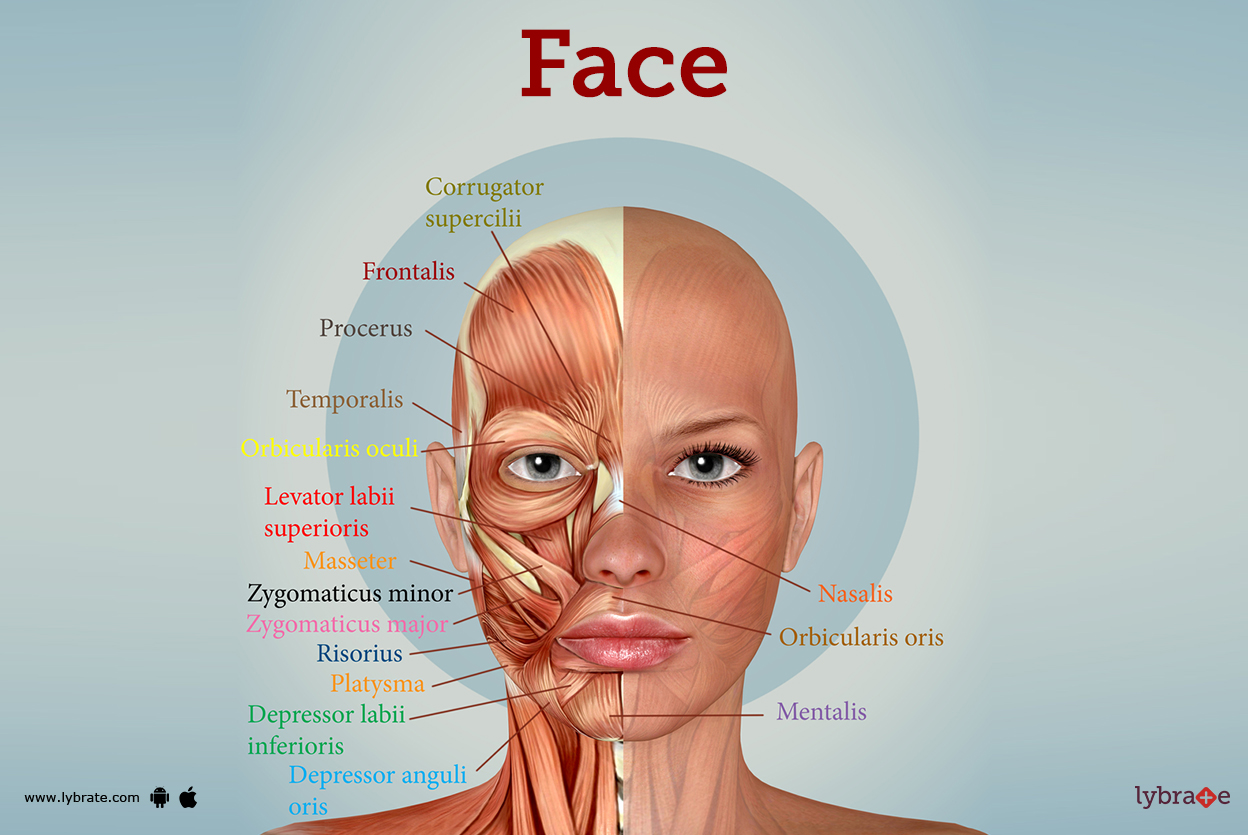 Face Human Anatomy Image Function Diseases And Treatments