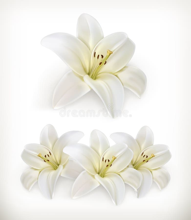 White Lily Flowers Free Stock Photo Public Domain Pictures